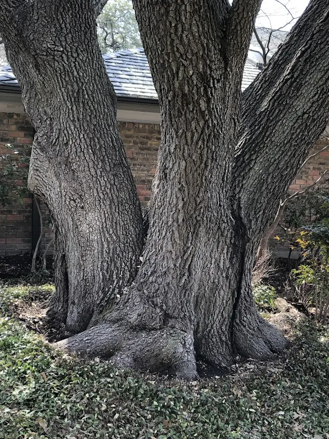 Mature heritage tree close to a Cromwell property cared for by certified arborists
